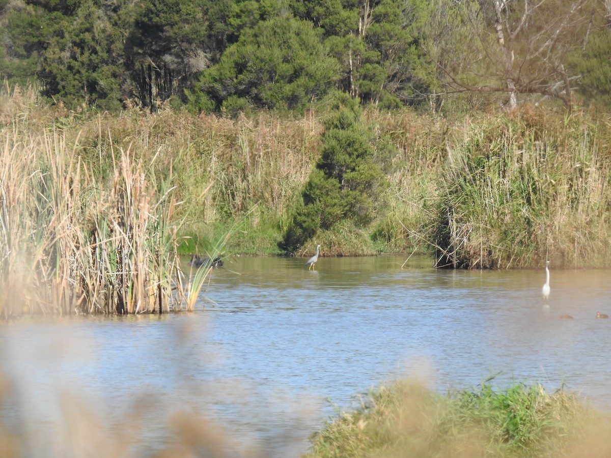White-faced Heron - ML633896463