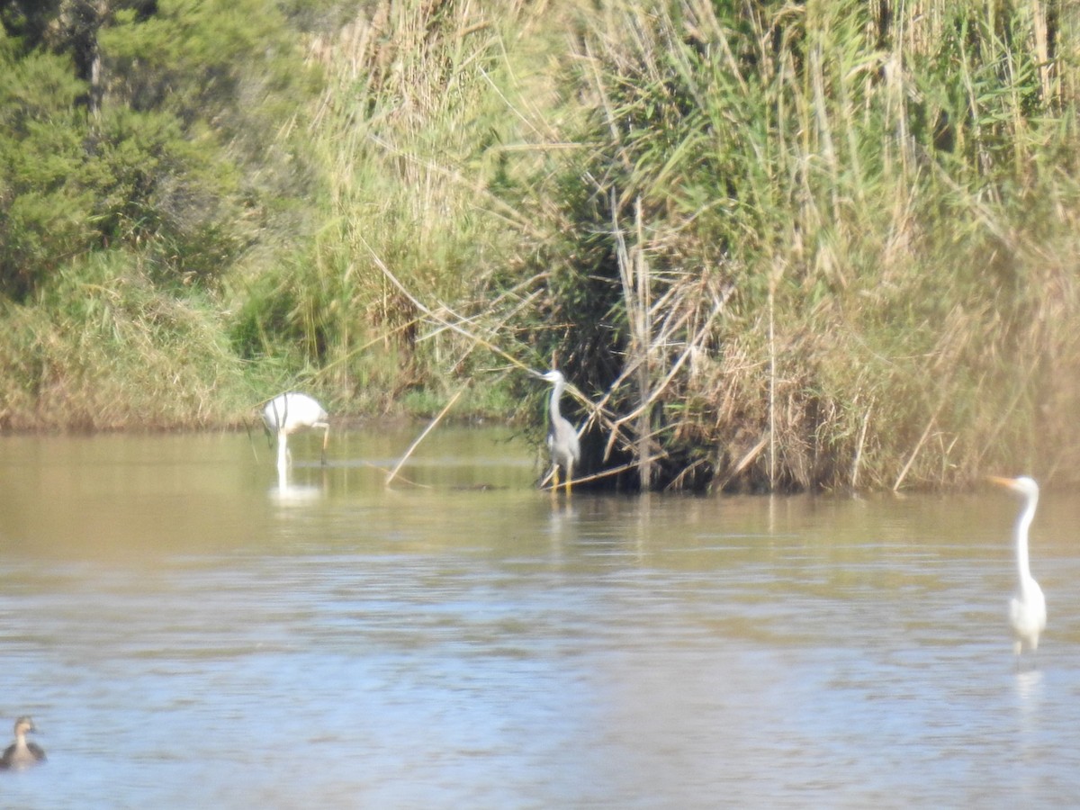 White-faced Heron - ML633896473
