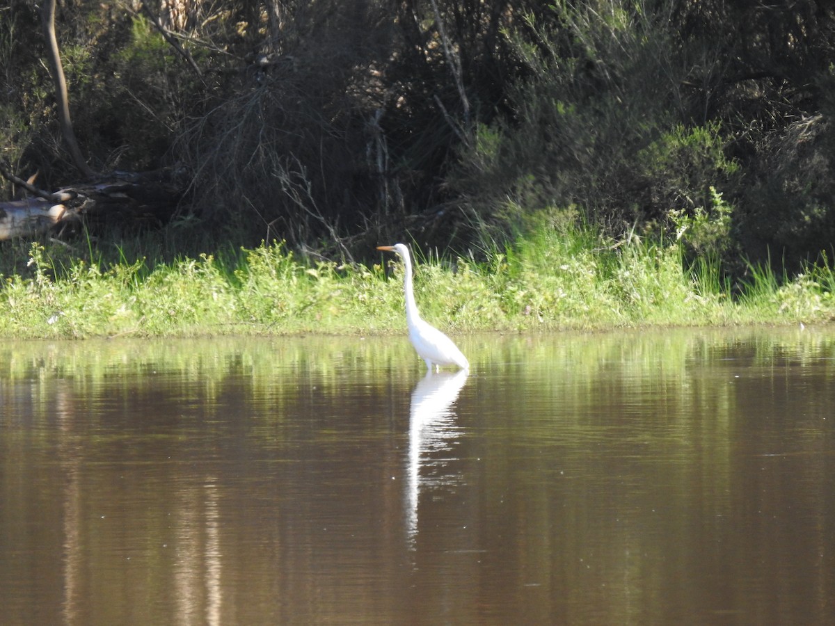 Great Egret - ML633896479