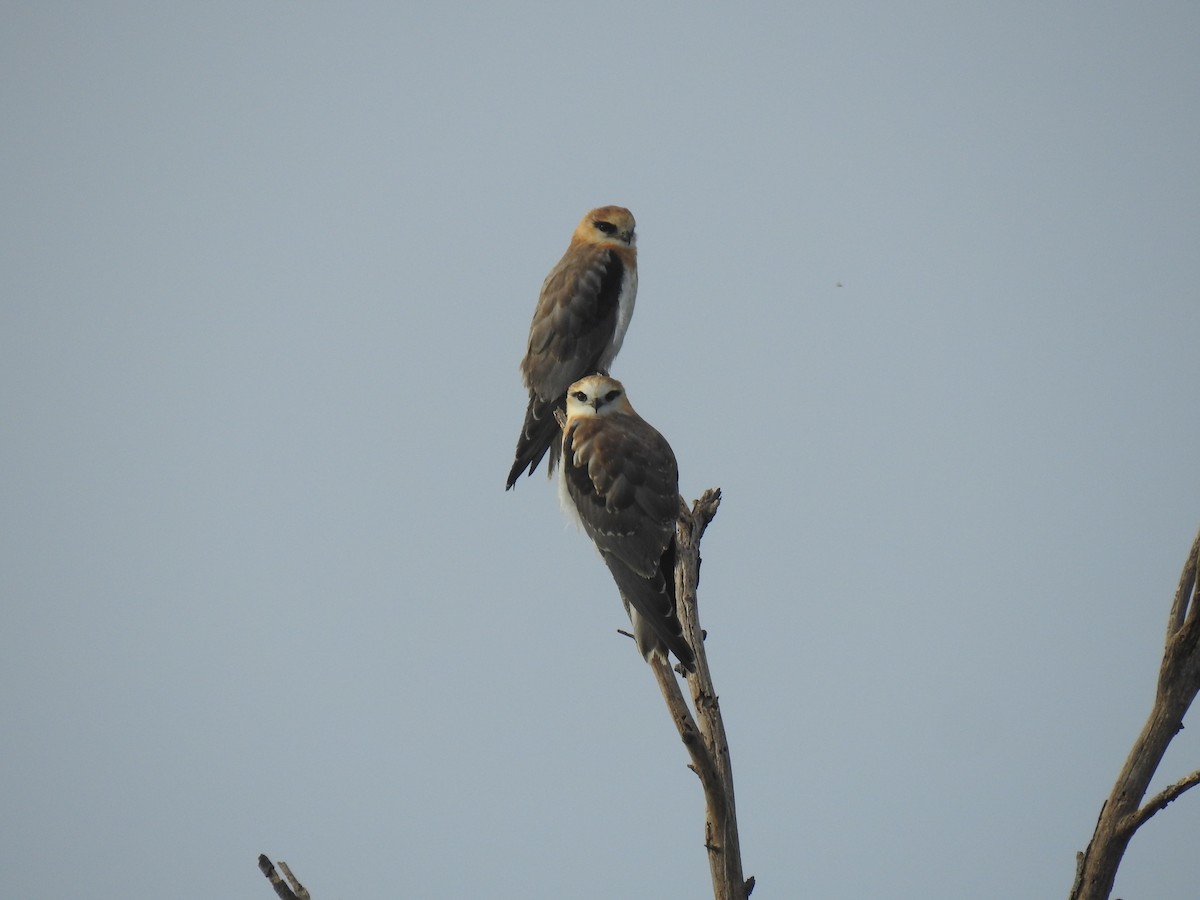Black-shouldered Kite - ML633896494
