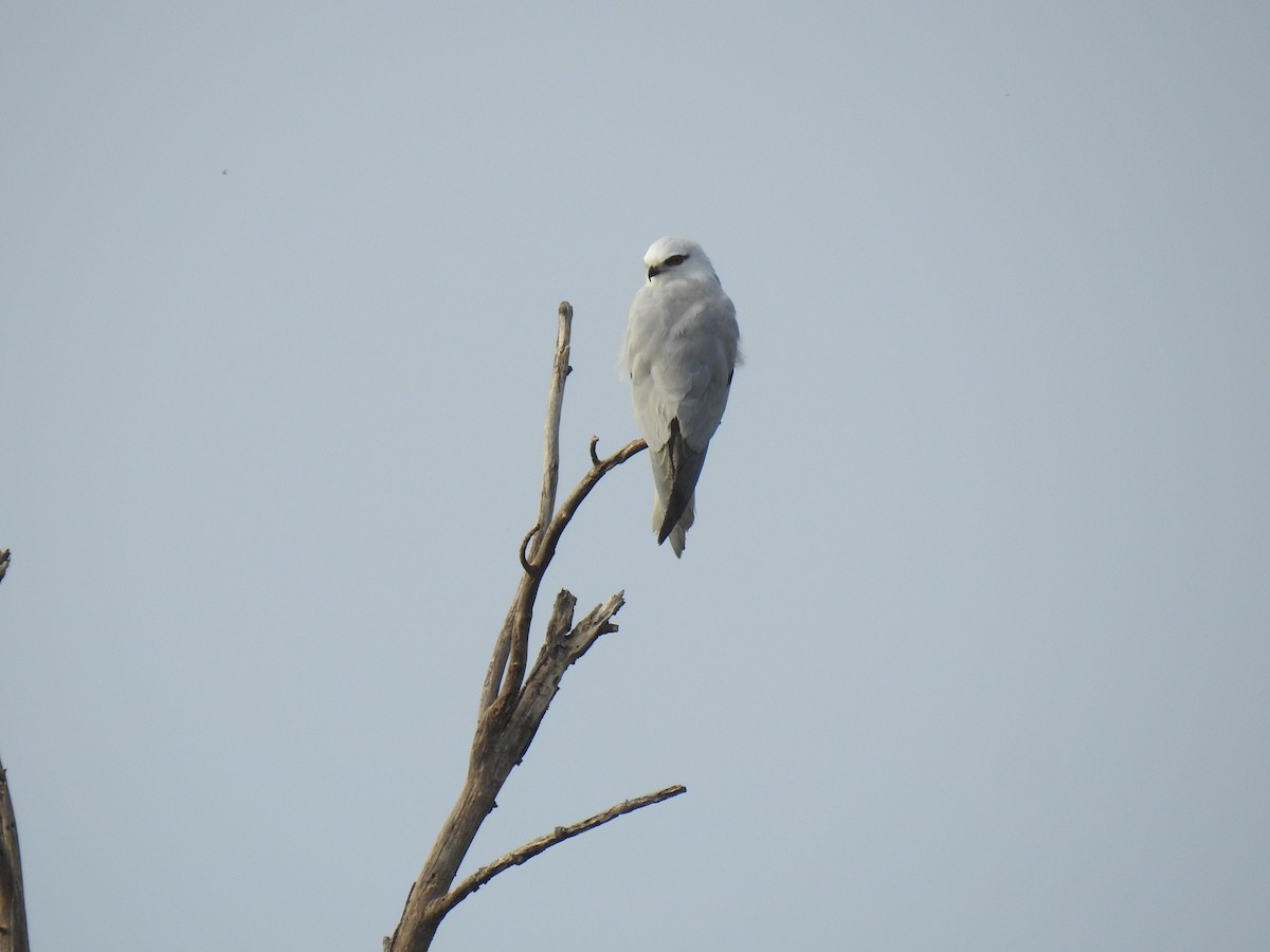 Black-shouldered Kite - ML633896495