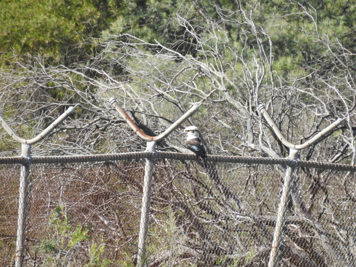 Laughing Kookaburra - ML633896504