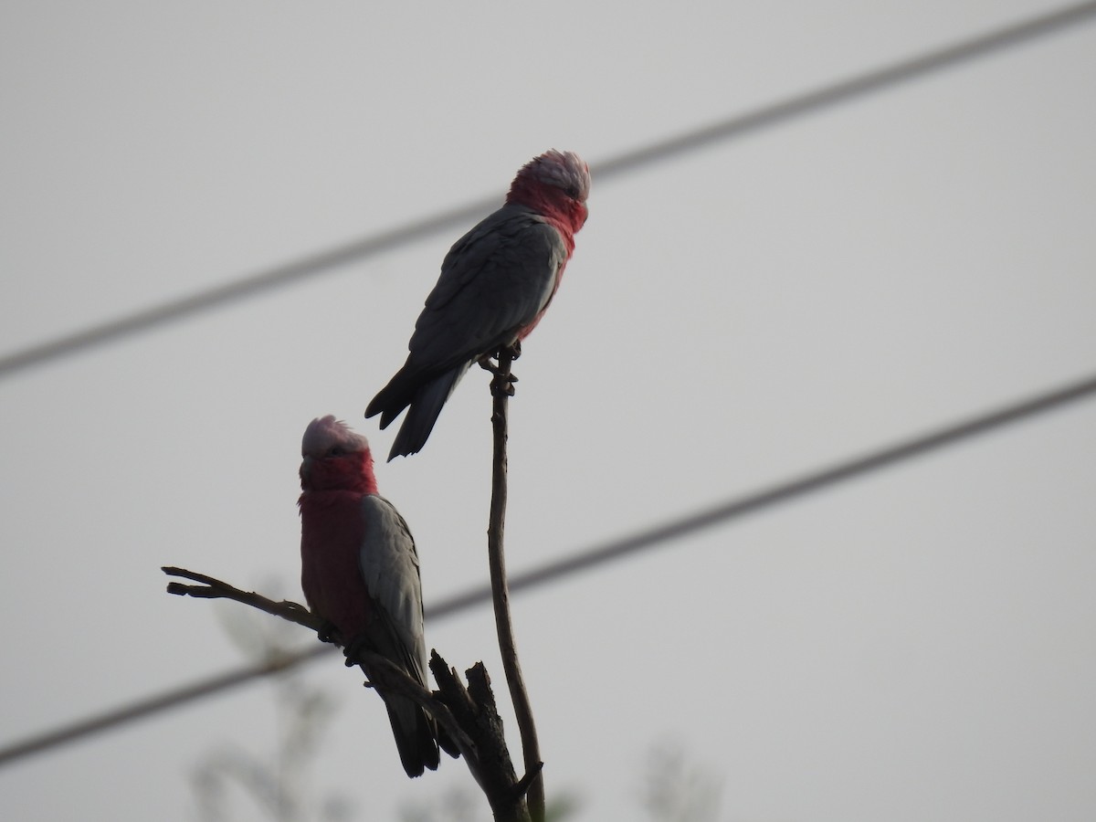 Galah - ML633896507