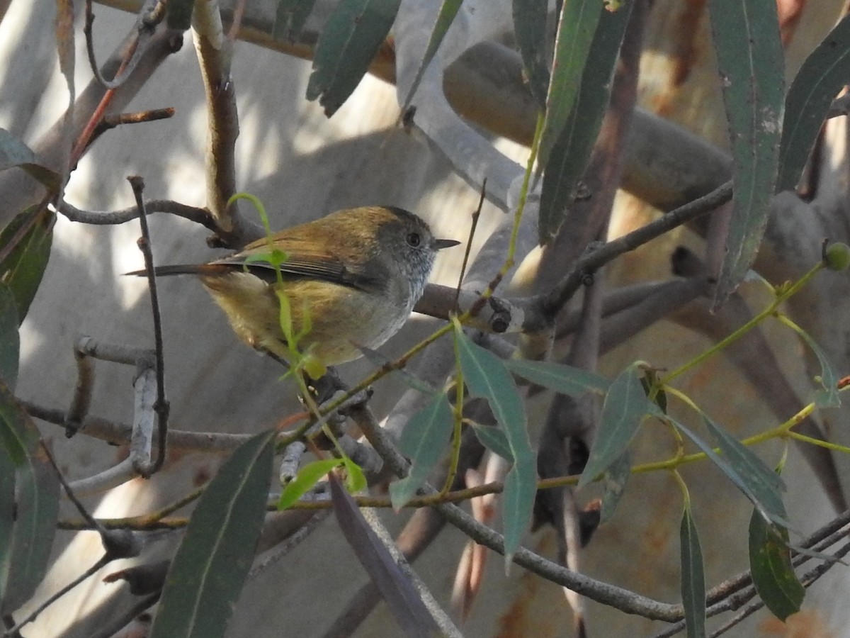 Brown Thornbill - ML633896512