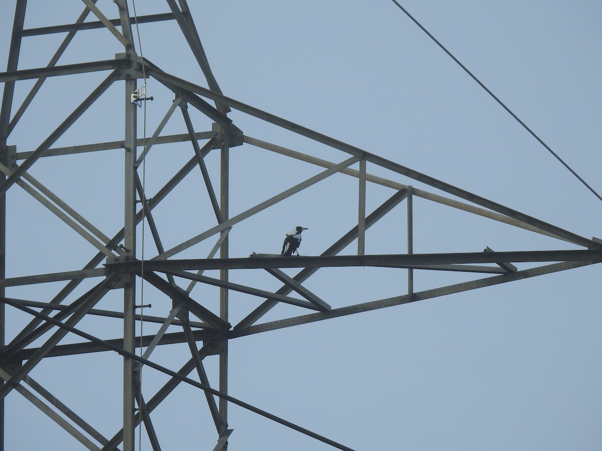 Australian Magpie - ML633896519
