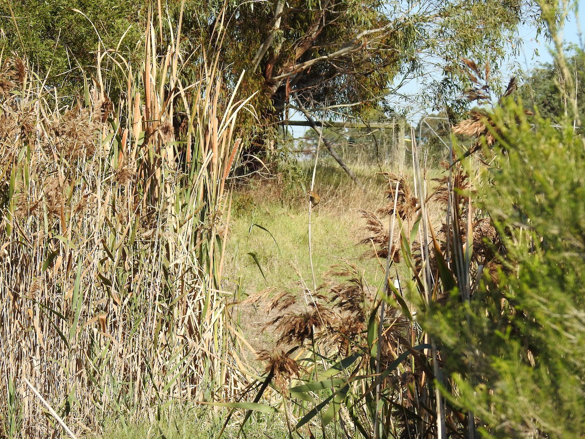 Golden-headed Cisticola - ML633896529