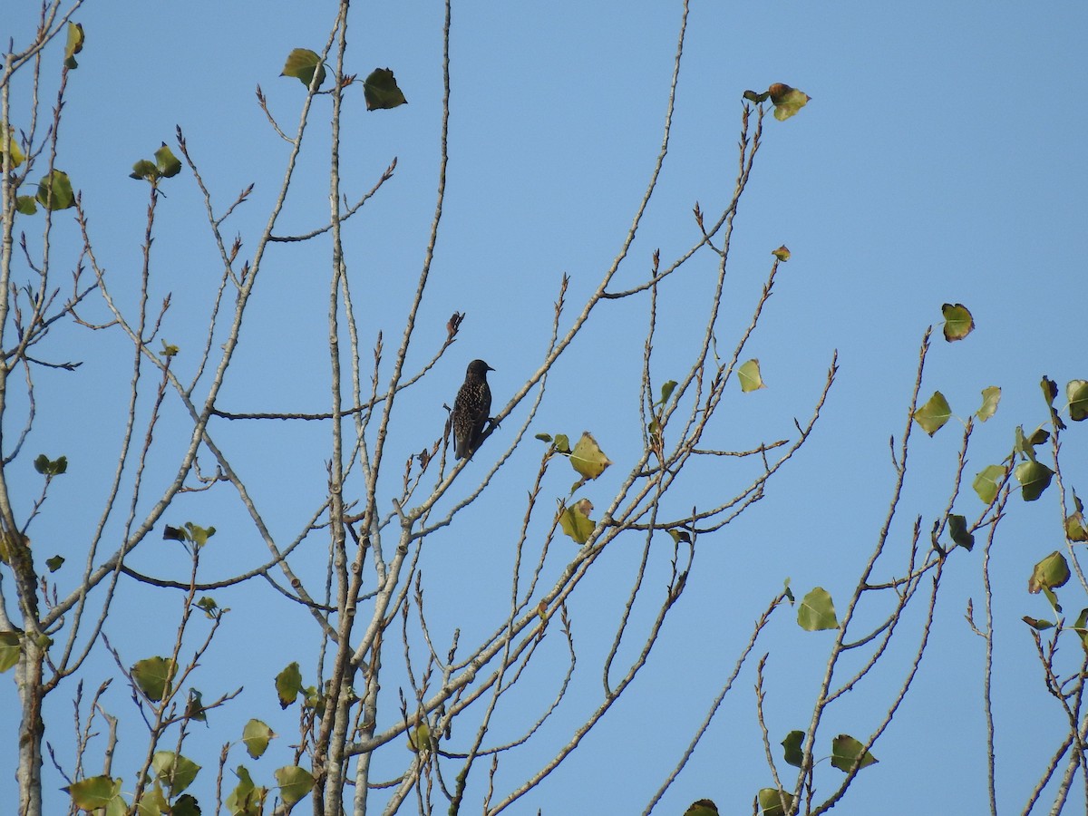European Starling - ML633896540