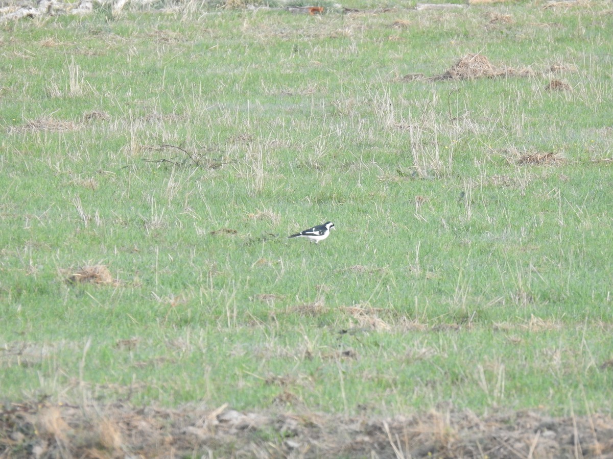Magpie-lark - ML633896562