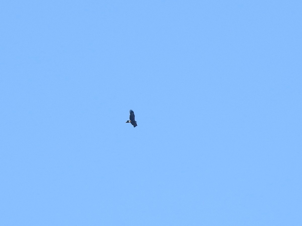 Wedge-tailed Eagle - ML633896581