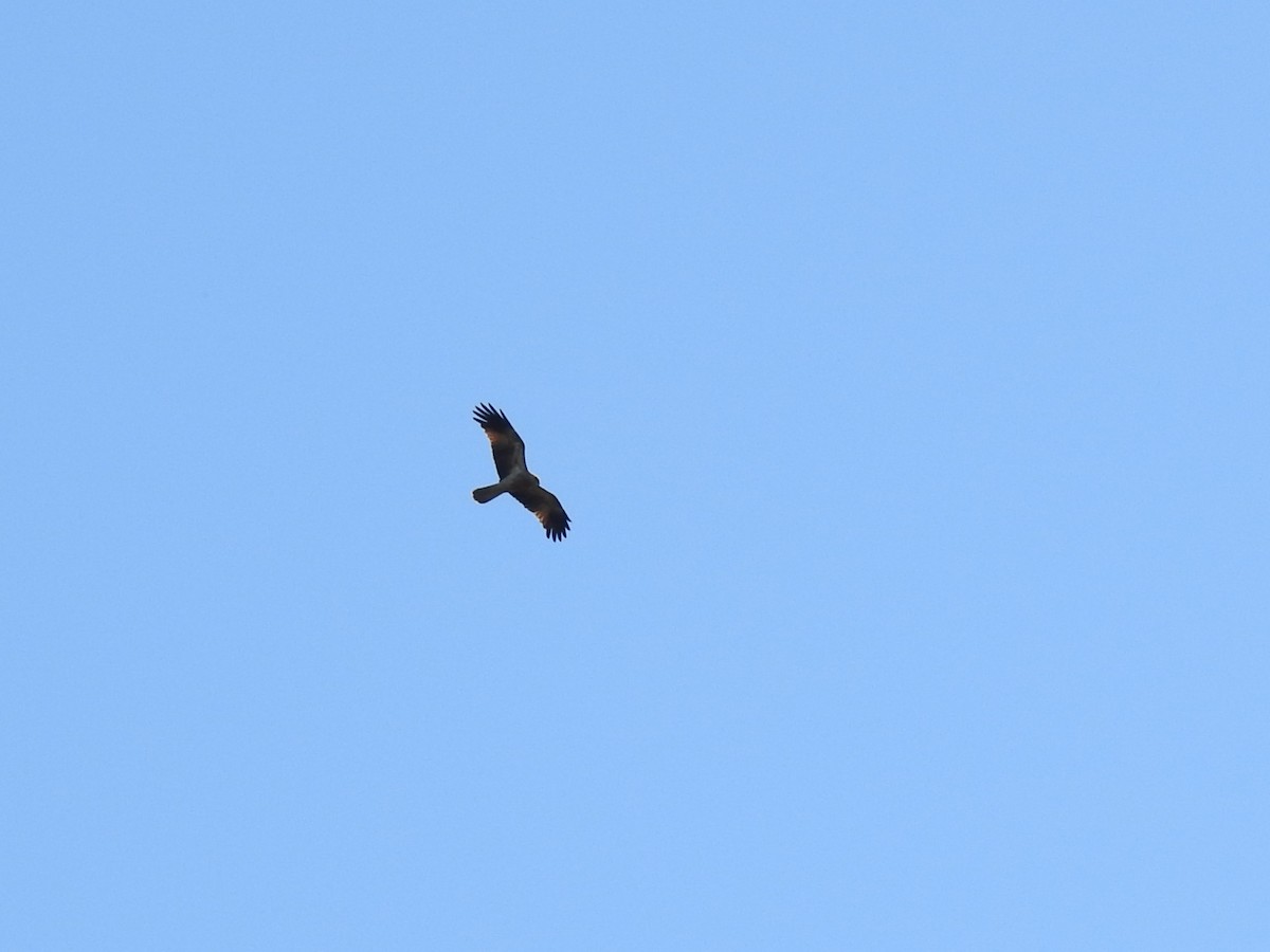 Whistling Kite - ML633896599