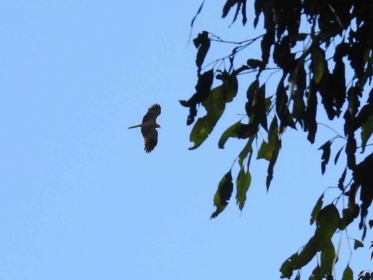 Whistling Kite - ML633896600
