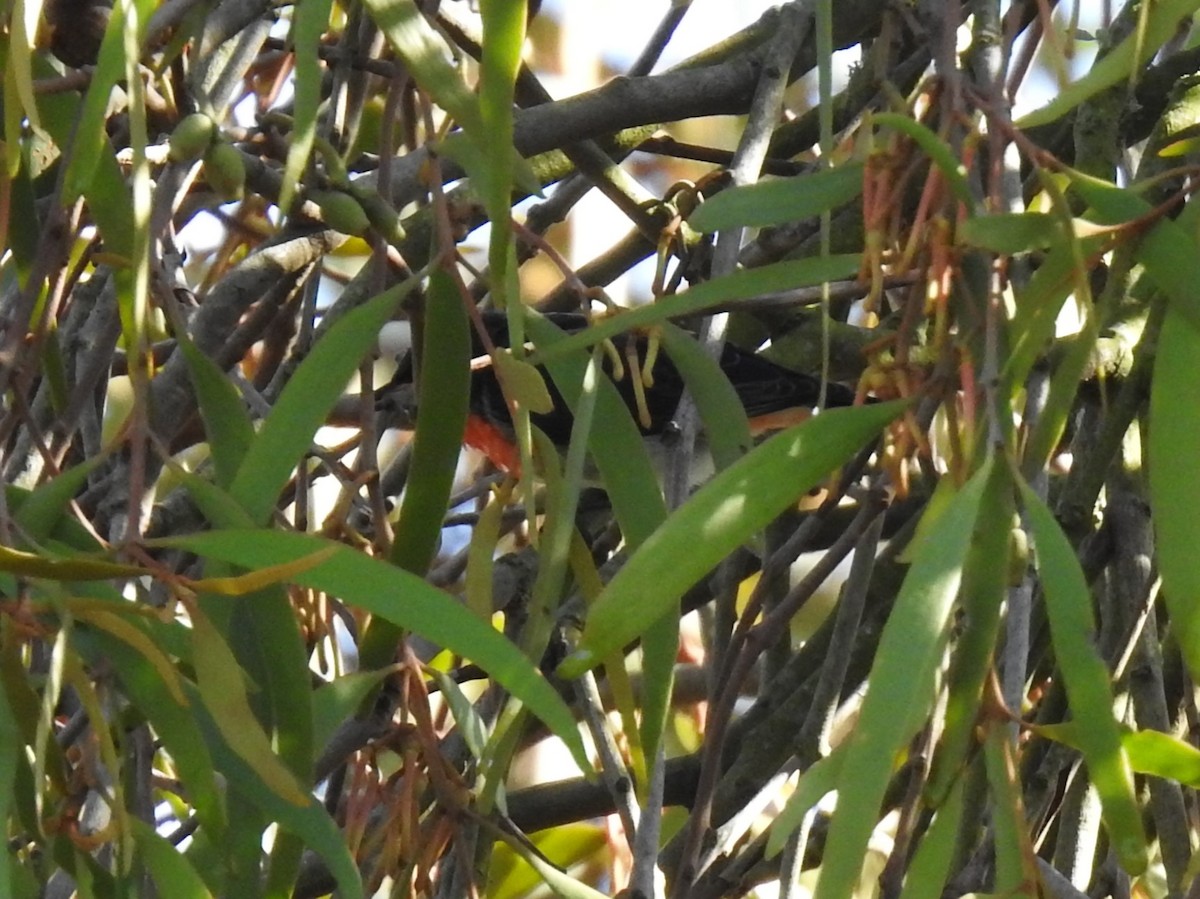 Mistletoebird - ML633896635
