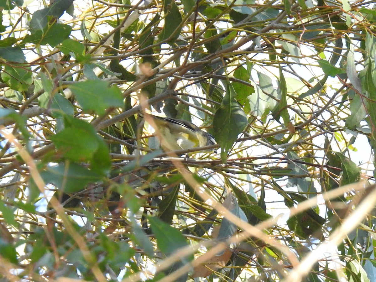 Striated Pardalote - ML633896678