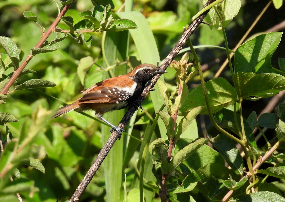 Rusty-backed Antwren - ML633896809