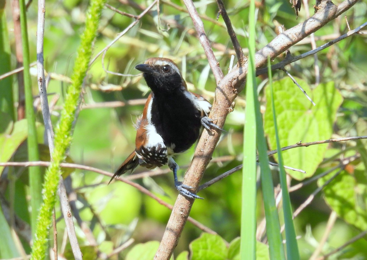 Rusty-backed Antwren - ML633896810