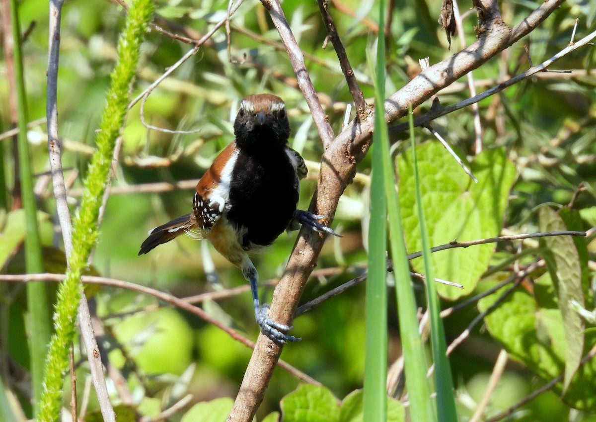 Rusty-backed Antwren - ML633896811