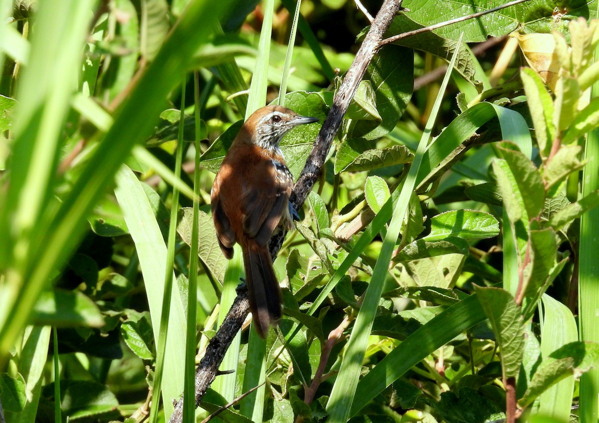 Rusty-backed Antwren - ML633896812