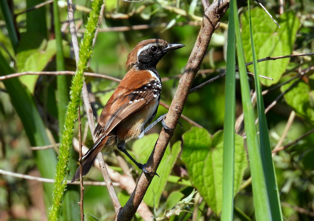 Rusty-backed Antwren - ML633896813