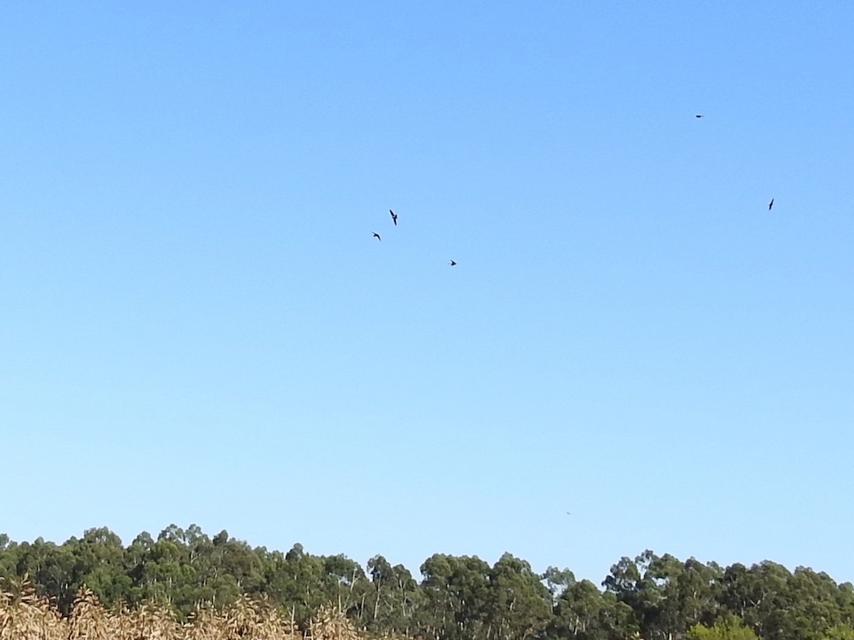Welcome Swallow - ML633896861