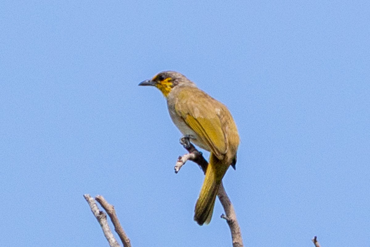 Stripe-throated Bulbul - ML633896904