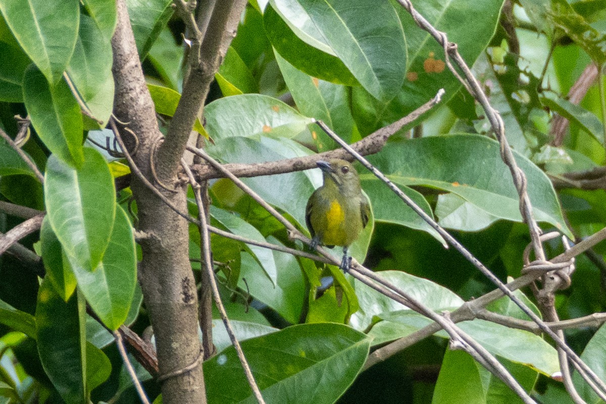 Crimson-breasted Flowerpecker - ML633896911