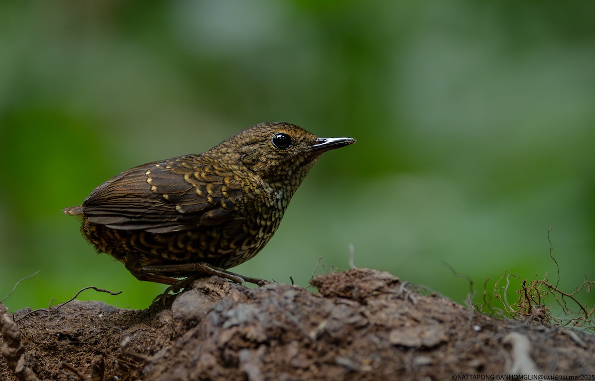 Pygmy Cupwing - ML633896957