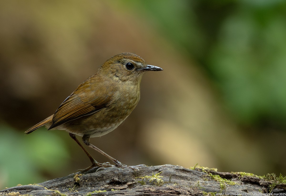 Lesser Shortwing - ML633896965