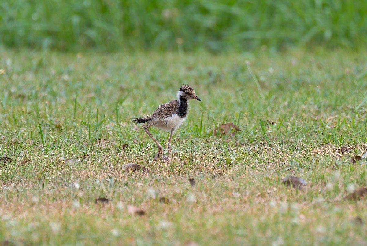 Red-wattled Lapwing - ML633897113