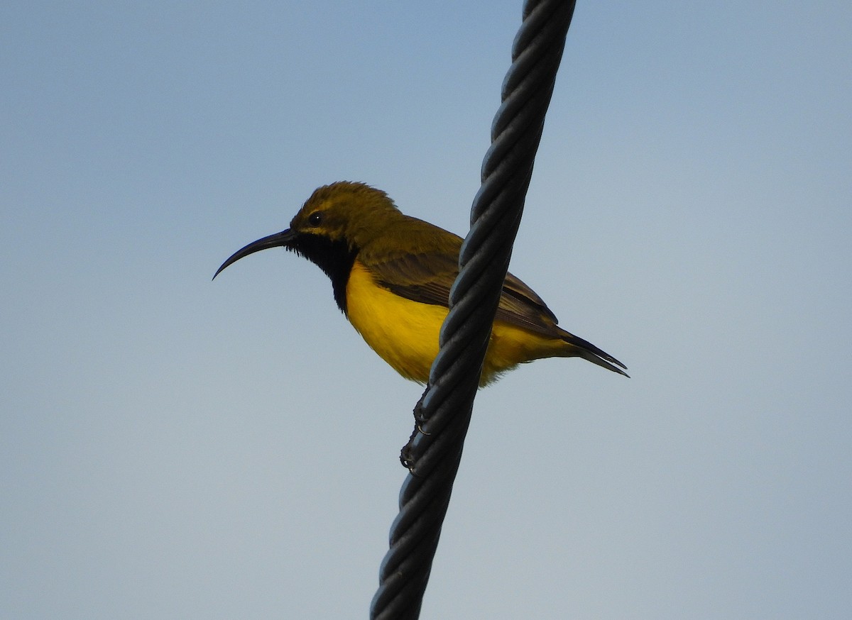 Sahul Sunbird - ML633897157