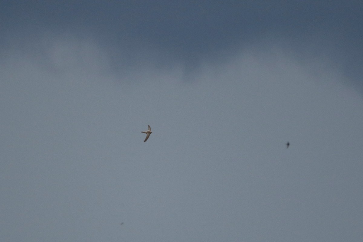 Pallid Swift - ML633897166