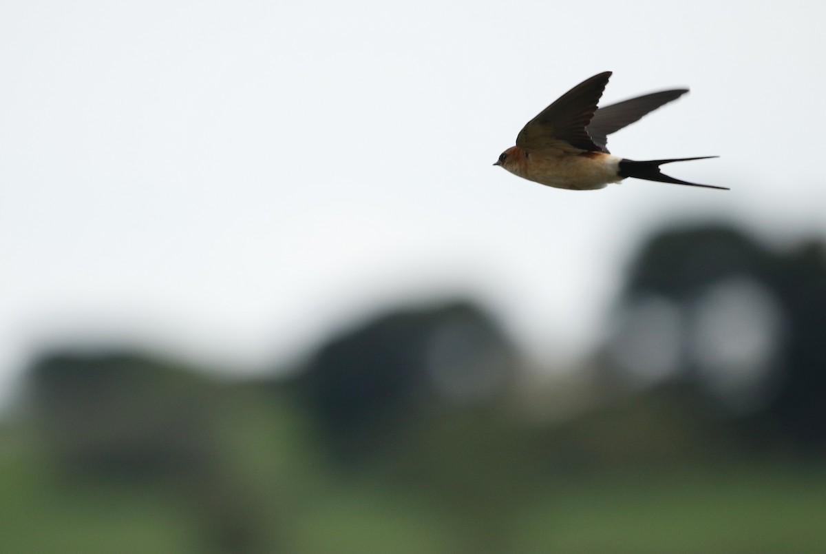 European Red-rumped Swallow - ML633897172