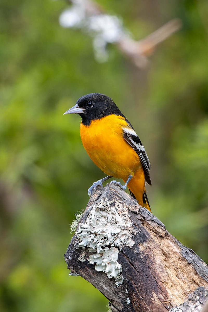 Baltimore Oriole - ML633897207