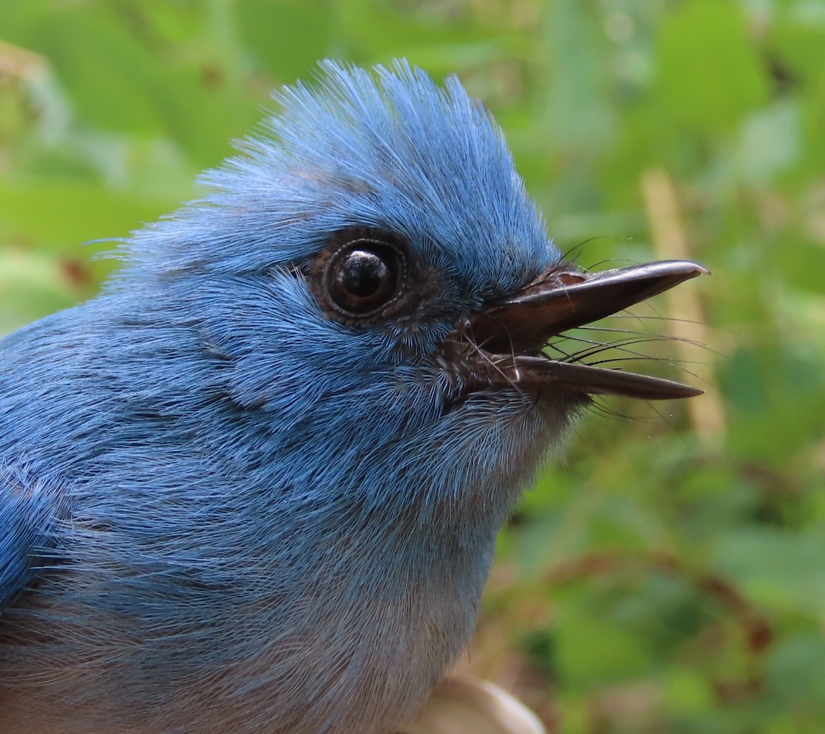African Blue Flycatcher - ML633897258