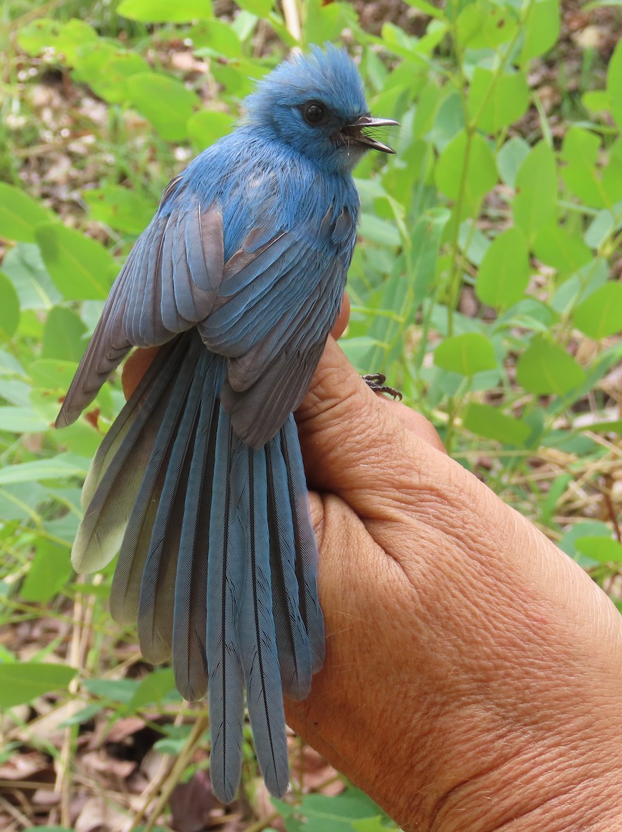 African Blue Flycatcher - ML633897260