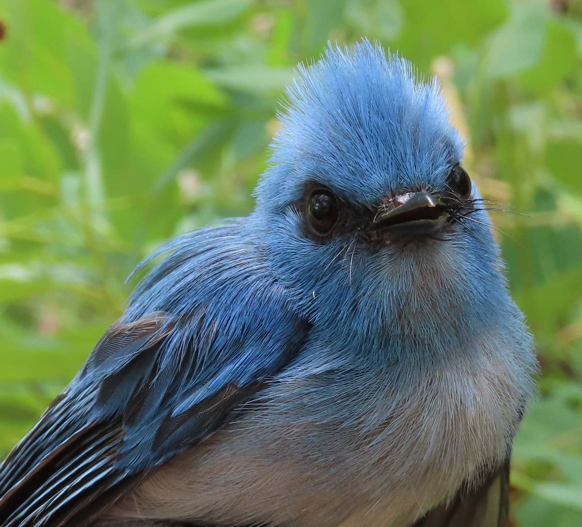 African Blue Flycatcher - ML633897261
