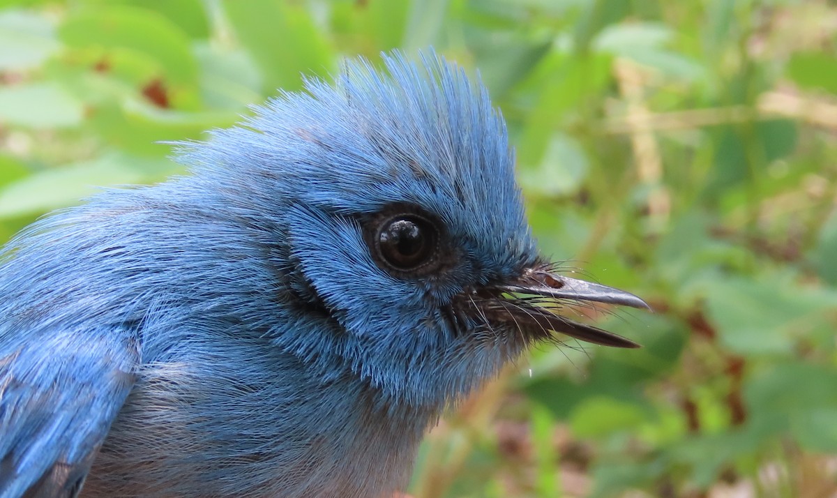 African Blue Flycatcher - ML633897264