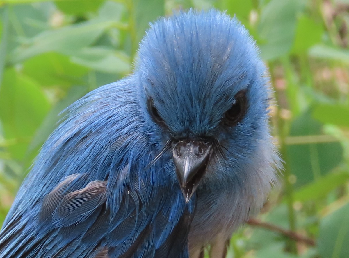 African Blue Flycatcher - ML633897266