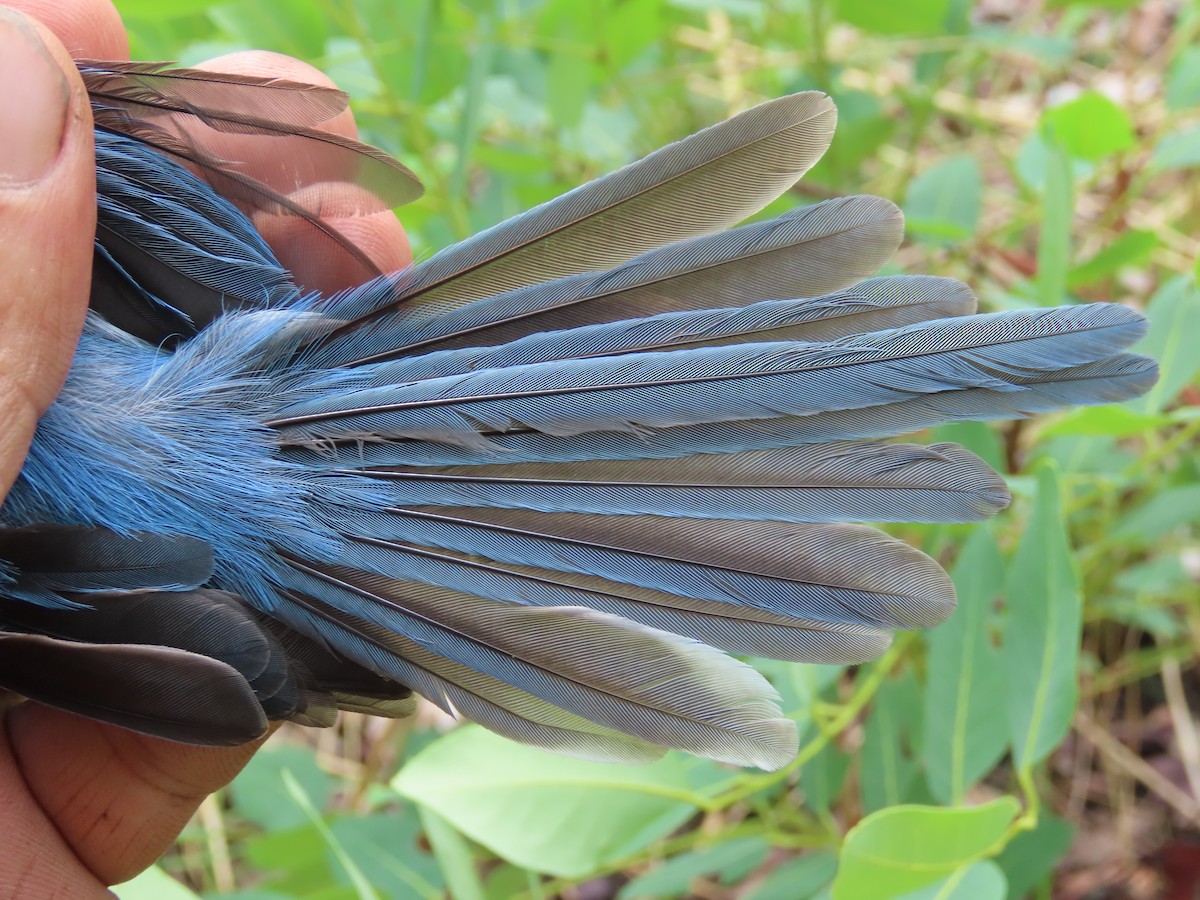 African Blue Flycatcher - ML633897268