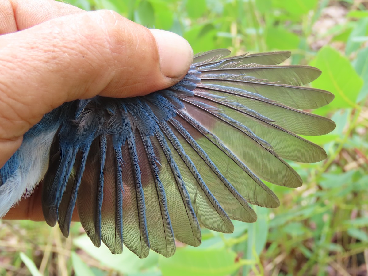 African Blue Flycatcher - ML633897271