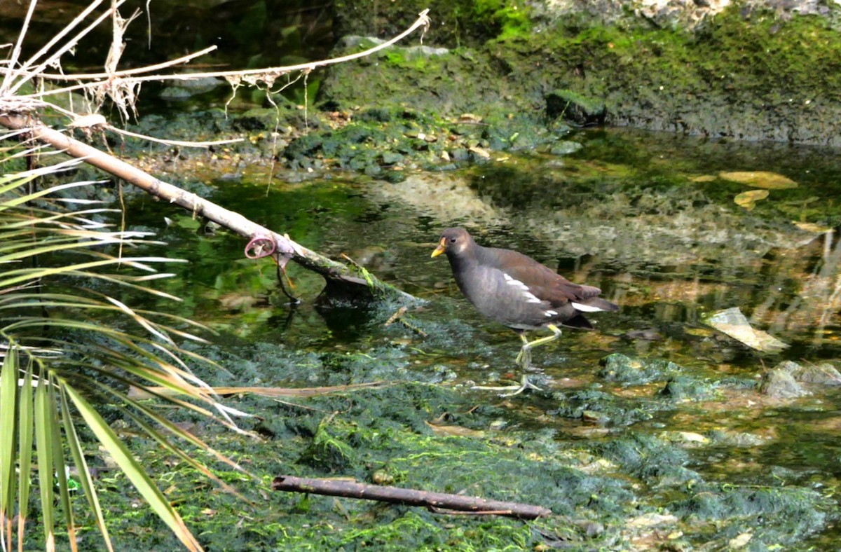 Eurasian Moorhen - ML633897397
