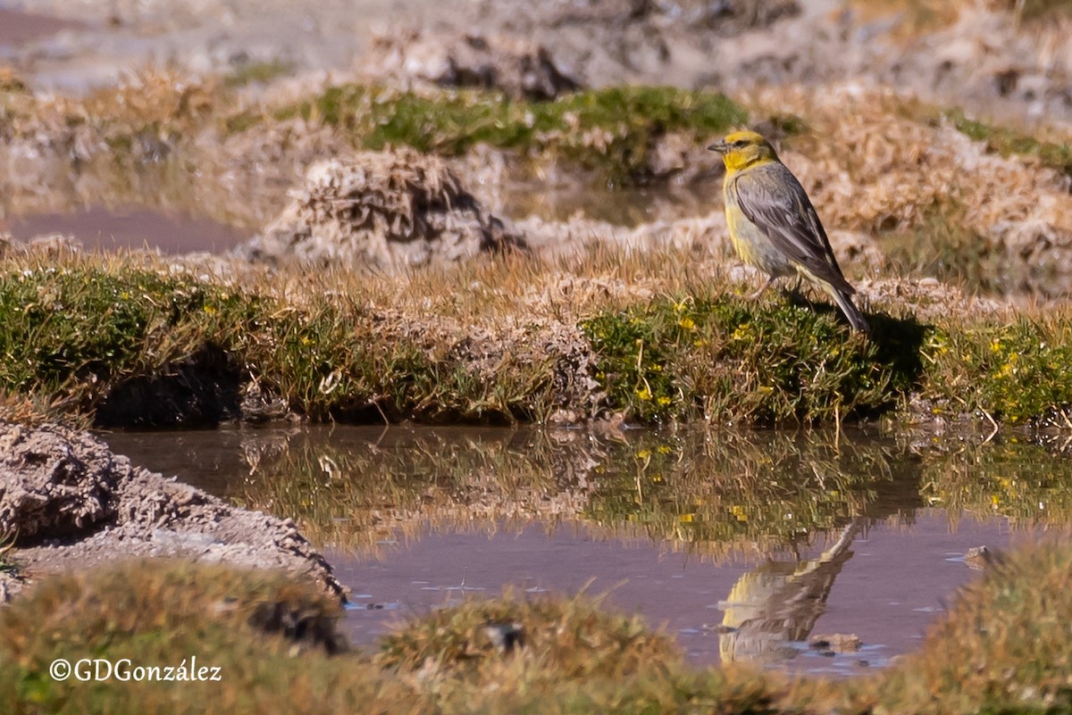 Bright-rumped Yellow-Finch - ML633897516
