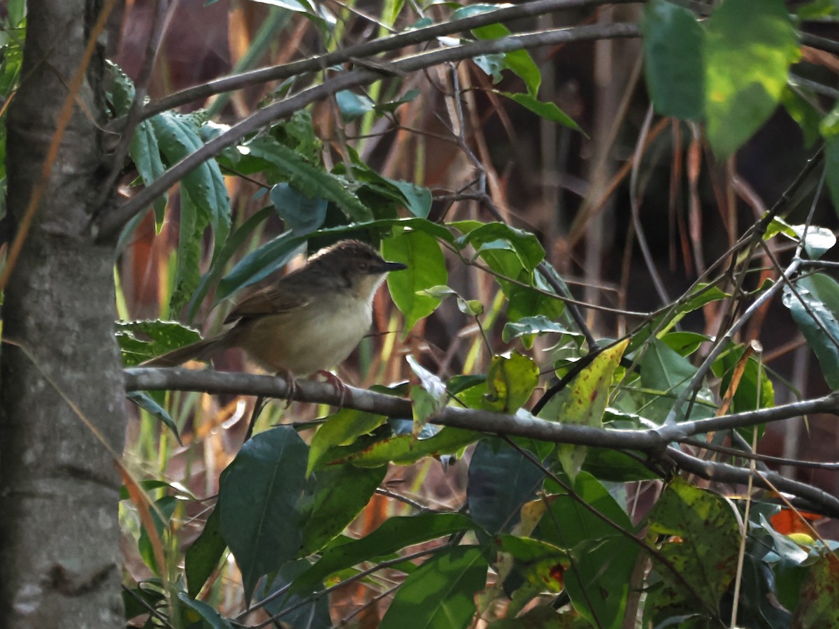Annam Prinia - ML633897525