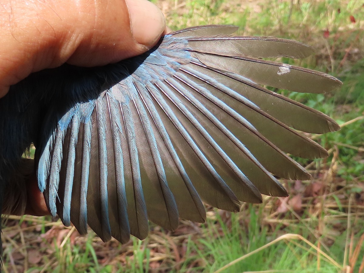 African Blue Flycatcher - ML633897534