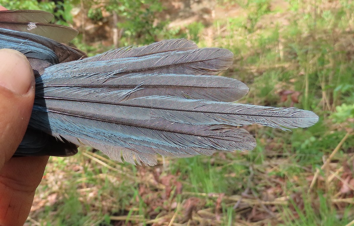 African Blue Flycatcher - ML633897536