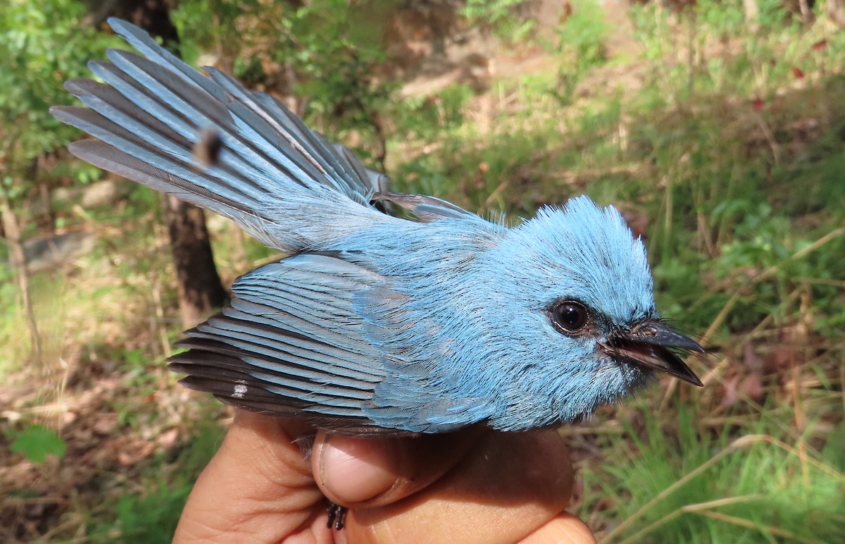 African Blue Flycatcher - ML633897541