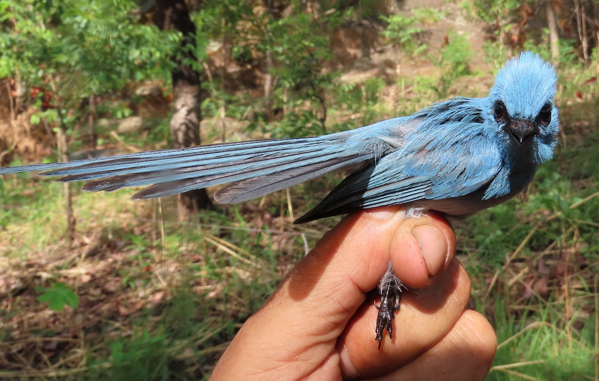 African Blue Flycatcher - ML633897542