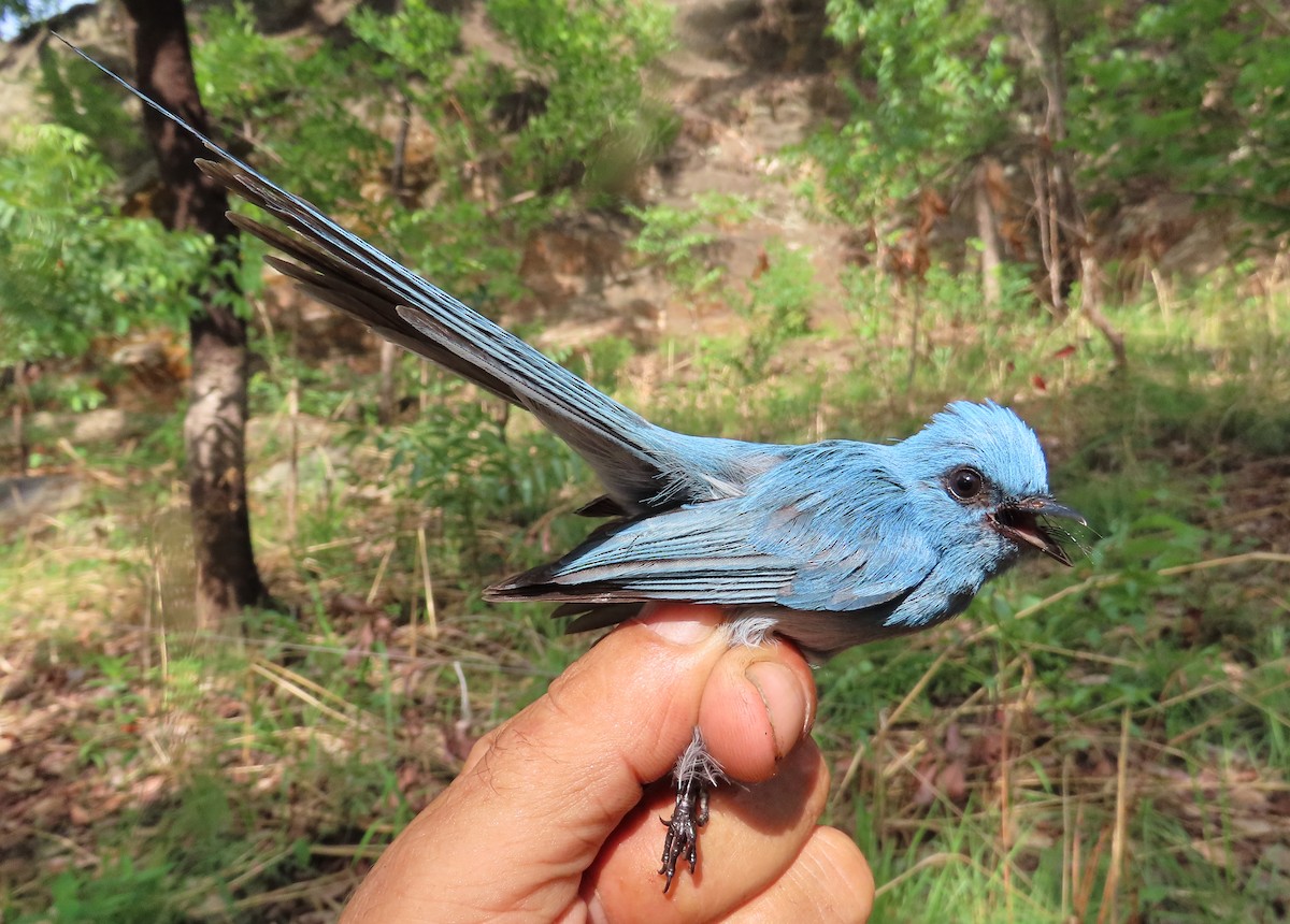 African Blue Flycatcher - ML633897548