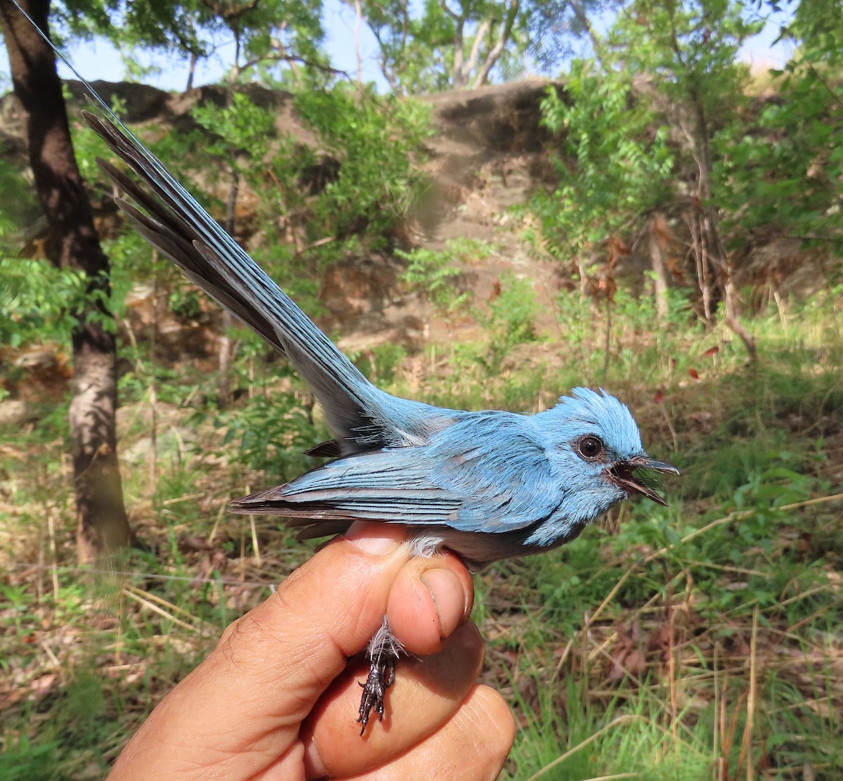 African Blue Flycatcher - ML633897550