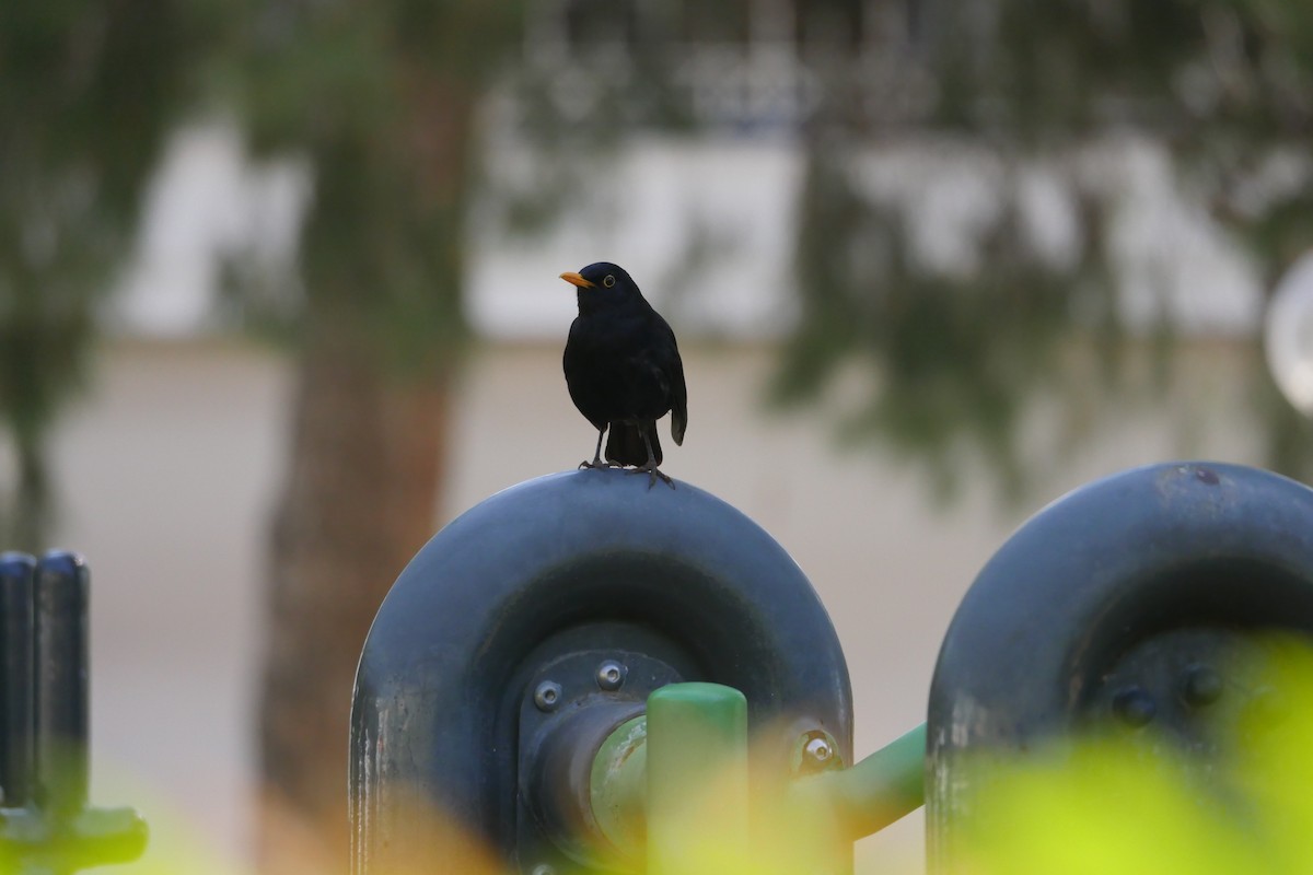 Eurasian Blackbird - ML633897562