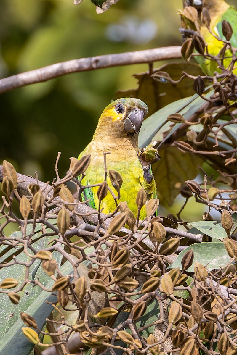 Conure cuivrée - ML633897569